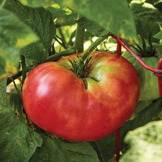 Indeterminate vs. Determinate Tomatoes
