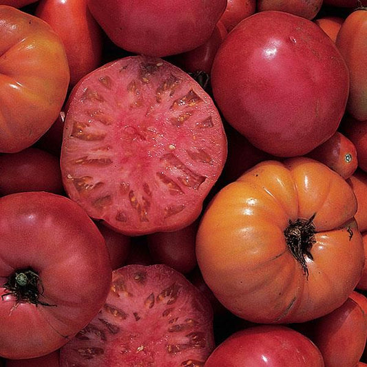 How to Trim Tomatoes-  An Easy Guide