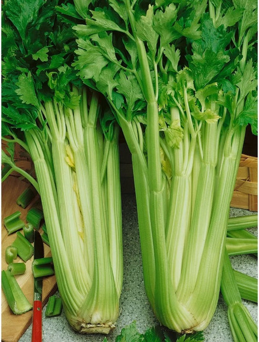 Celery - Tall Utah