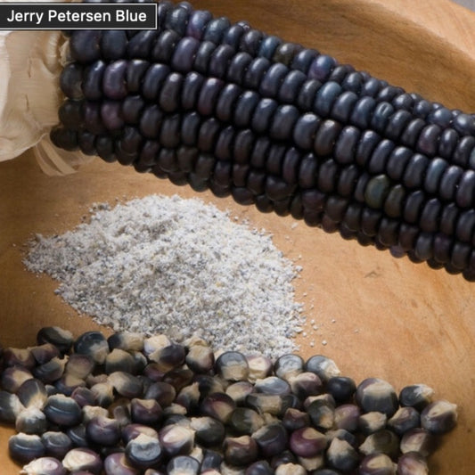 Corn - Jerry Petersen Blue - Organic