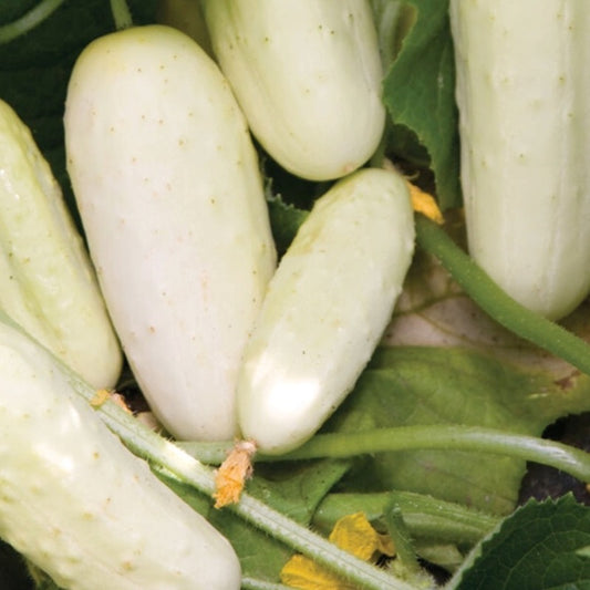 Cucumber - Salt & Pepper - Organic