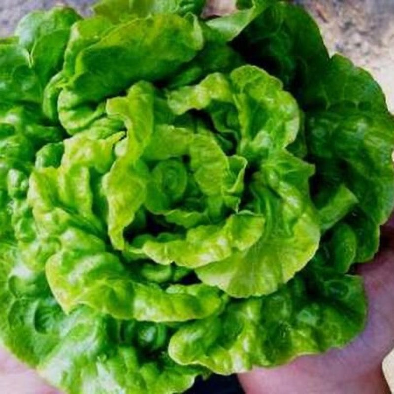 Lettuce - Tom Thumb