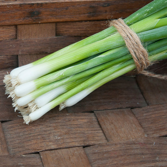 Onion - Bunching Parade- Organic
