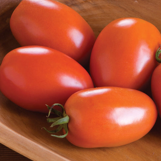 Tomato - Amish Paste - Certified Organic
