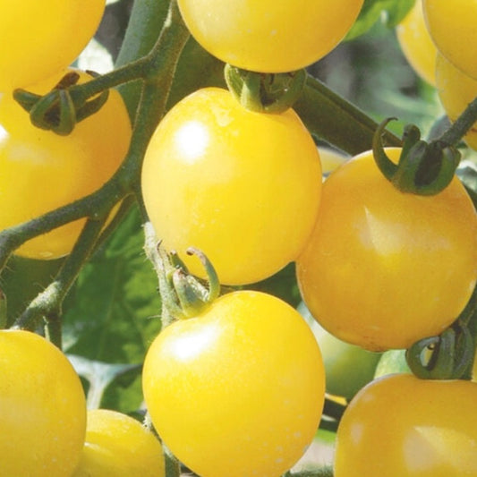 Tomato - White Cherry - Certified Organic